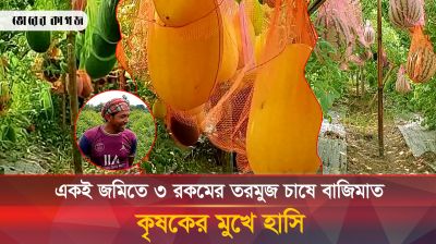 দিনাজপুরে বাঁশের মাচায় রঙ বের রঙ এর তরমুজ চাষে সফর কৃষক
