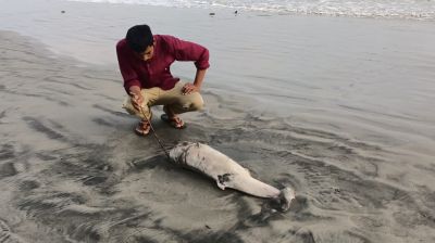কুয়াকাটা সৈকতে ভেসে উঠেছে মৃত ডলফিন