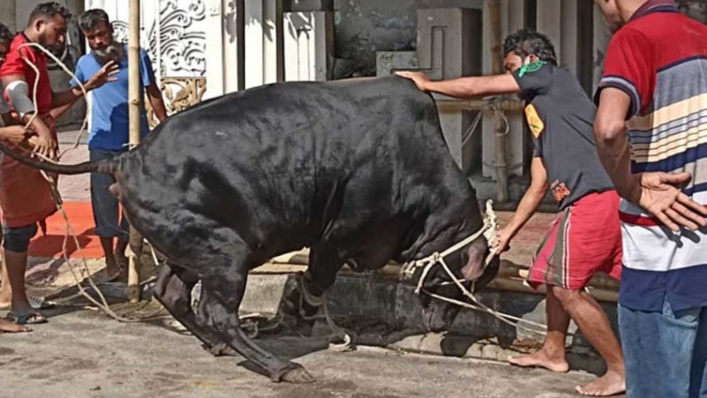 দেশে পশু কোরবানি বেড়েছে ৩.৭ শতাংশ