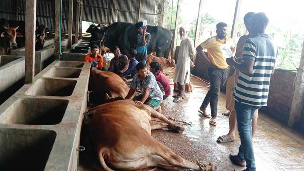 নেত্রকোনায় ঘাস খেয়ে ২৬ গরুর মৃত্যু