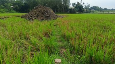 শ্রীনগরে প্রবাসীর কৃষি জমি দখলের পাঁয়তারা
