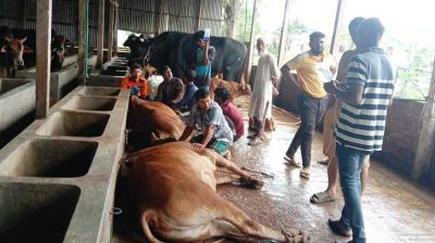 নেত্রকোনায় ঘাস খেয়ে ২৬ গরুর মৃত্যু
