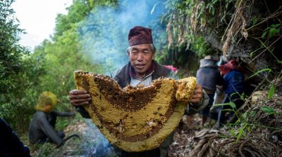 যে মধু খেলে হয় হ্যালুসিনেশন!