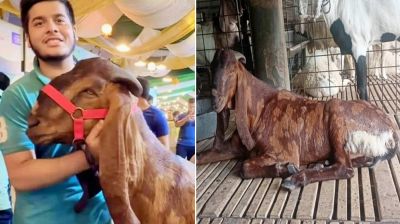 ইফাতের সেই ছাগল দিনে খায় ২ কেজি আপেল