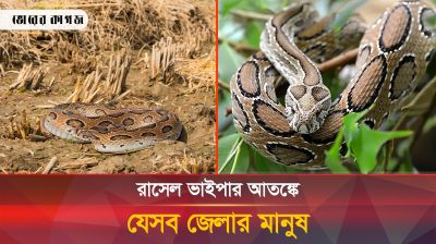 যেসব জেলায় আতঙ্কের নাম 'রাসেল ভাইপার', বাঁচার উপায় কী?