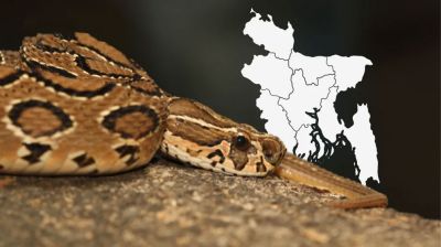 যে কারণে বিষধর রাসেলস ভাইপার মারবেন না 