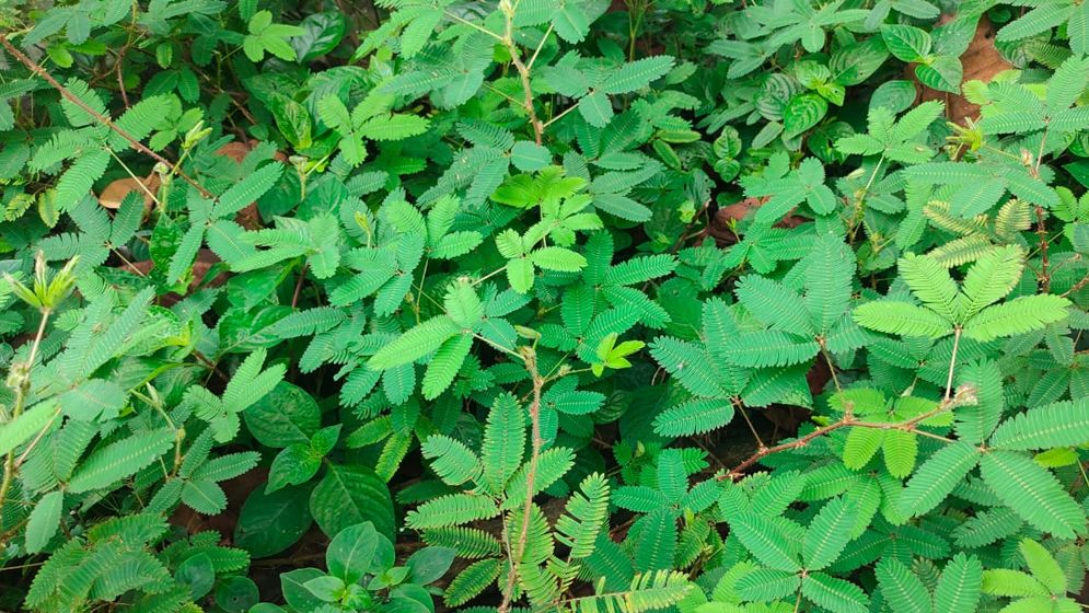 প্রকৃতি থেকে হারিয়ে যাচ্ছে ‘লজ্জাবতী’ গাছ