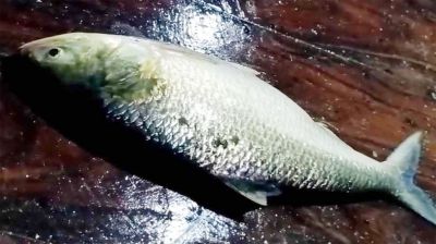 মেঘনার এক ইলিশ ৫২০০ টাকায় বিক্রি!