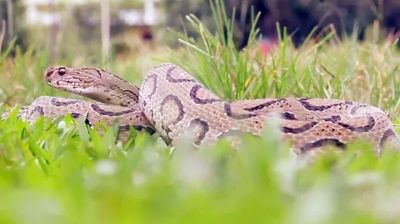 এবার রাজধানীর যে এলাকায় দেখা মিলল রাসেলস ভাইপার!