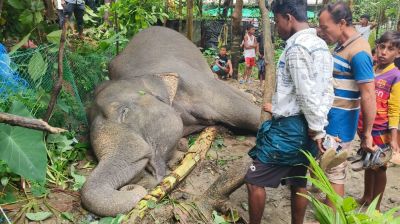 টেকনাফে ‘বসত ভিটায় বিদ্যুৎস্পৃষ্ট’ হয়ে বন্যহাতির মৃত্যু