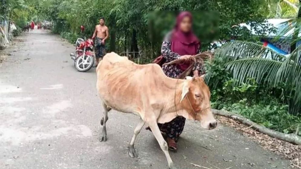 গ্রাহকের গরু নিয়ে যাওয়ায় চাকরি হারালেন হাসিনা