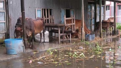 ৩ জেলায় অর্ধলক্ষ গবাদিপশুর মৃত্যু 