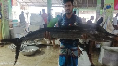 জেলের জালে ধরা পড়লো বিশালাকৃতির দুই জোড়া সেইল ফিস
