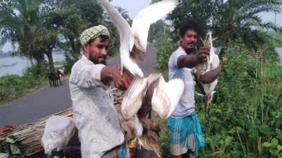 সাংবাদিকের ভালবাসায় মুক্ত আকাশে ডানা মেললো ৪০ বক