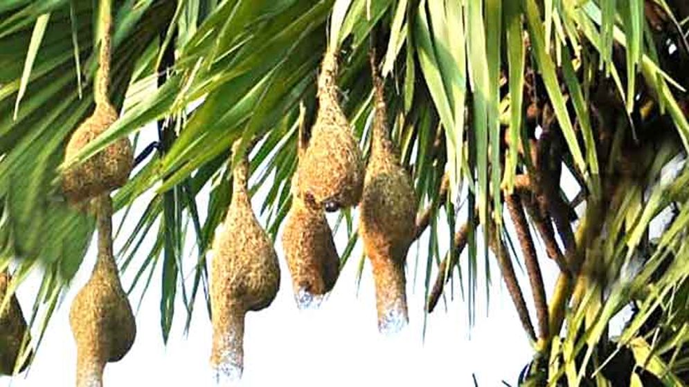 হারিয়ে যাচ্ছে ‘বাবুই পাখির বড়াই’