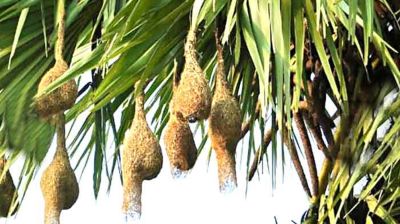 হারিয়ে যাচ্ছে ‘বাবুই পাখির বড়াই’