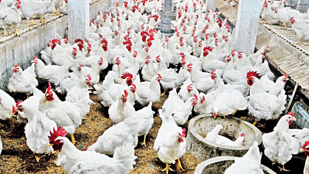 পোল্ট্রি ব্রিডার শিল্পে ক্ষতি ৭৫০ কোটি টাকা