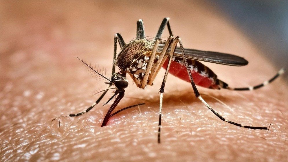 ডেঙ্গু নিয়ে হাসপাতালে আরো ১২৫, মৃত্যু ১