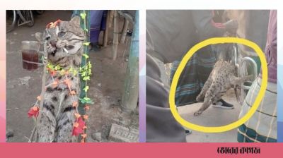 ফেসবুকে মেছো বিড়াল হত্যার ছবি ভাইরাল, অভিযুক্ত গ্রেপ্তার