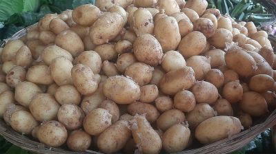 কবে কমবে আলুর দাম, জানা গেলো