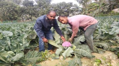 সিংগাইরে ব্যতিক্রম জাতের ফুলকপি চাষে প্রথমবারেই বাজিমাত! 