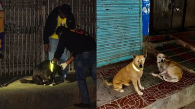 কুকুরের গলায় রিফ্লেক্টিং বেল্ট পরাচ্ছে ‘পেটগো’, কমবে দুর্ঘটনা