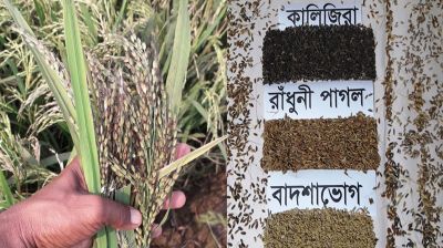 হাওরে দেশি জাতের ধান আবাদ কমেছে