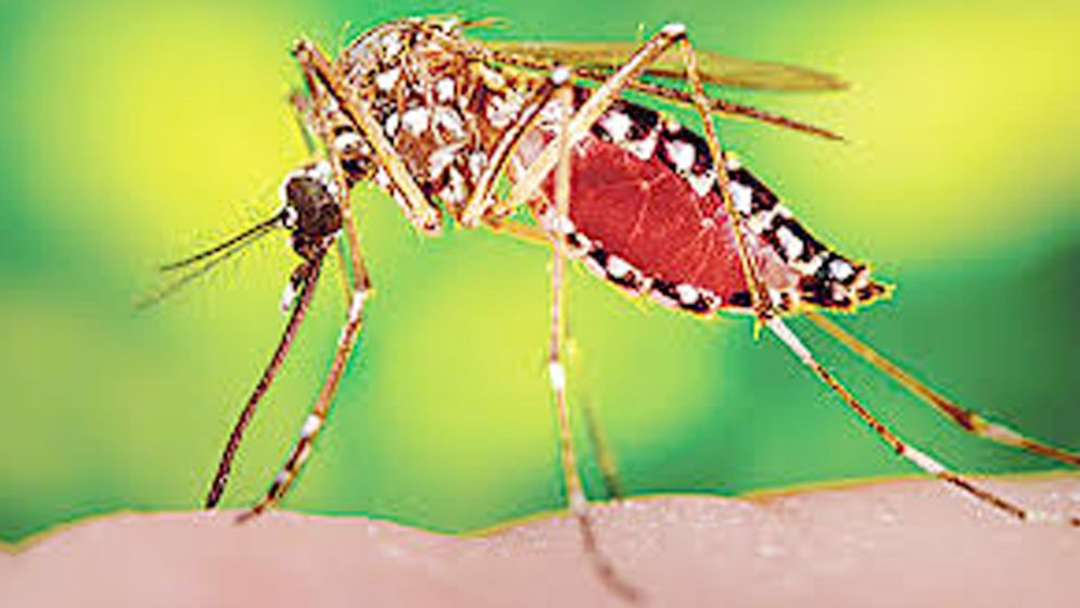 ২০২৪ সালে ডেঙ্গু কেড়ে নিলো ৫৭৫ প্রাণ