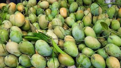 আমের মৌসুমে চাঁপাইনবাবগঞ্জে ২ হাজার কোটি টাকা বাণিজ্যের সম্ভাবনা