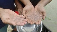 হালদা নদীতে ডিম ছেড়েছে মা-মাছ