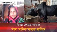 শখের বসে গরু পালন করে লাখপতি মিনারা বেগম