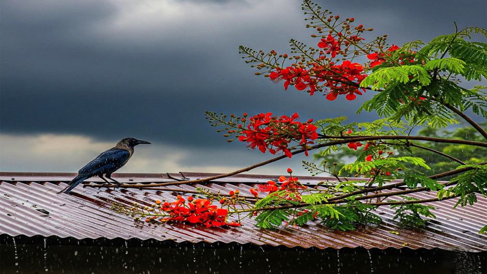 হালকা বৃষ্টির আভাস, বাড়বে তাপমাত্রা 