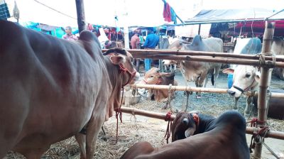 শেষ মুহূর্তে জমজমাট দেশের ৩৬০০ পশুর হাট