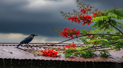 হালকা বৃষ্টির আভাস, বাড়বে তাপমাত্রা 