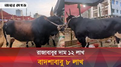 ইস্টার্ন হাউজিং গরুর হাটের সবচেয়ে বড় গরু রাজাবাবু 