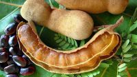 তেঁতুলের যত অসাধারণ গুণ