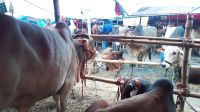 শেষ মুহূর্তে জমজমাট দেশের ৩৬০০ পশুর হাট