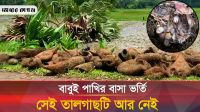 সামান্য কিছু টাকার জন্য শত শত বাবুই পাখির জীবন নাশ