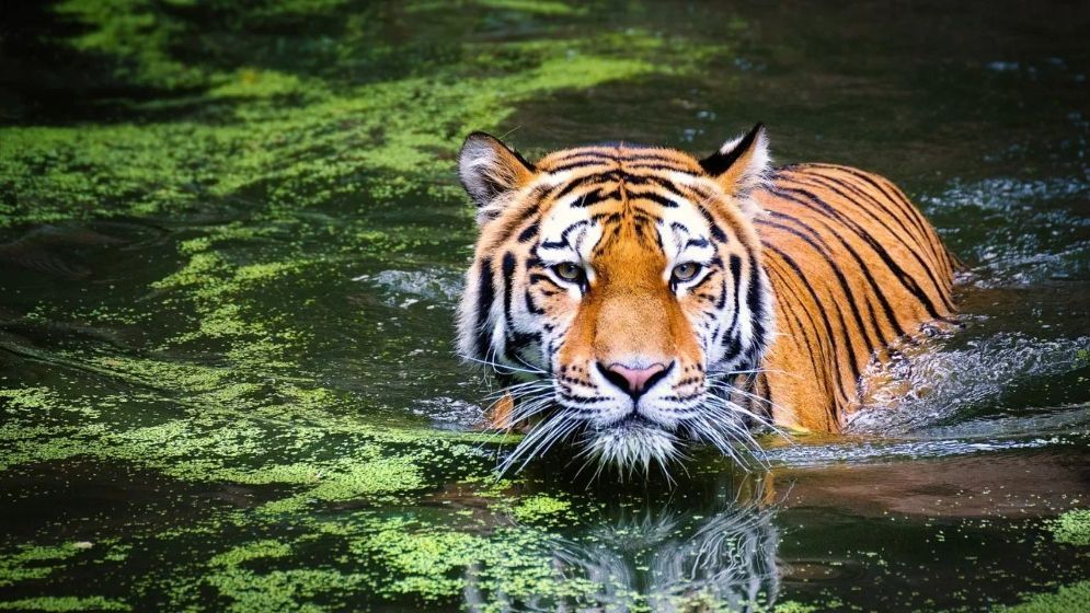 সুন্দরবনে বাড়ছে বাঘের সংখ্যা