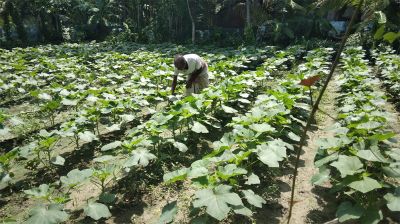 নোনাজলে ভেসে থাকা স্বপ্ন: উপকূলীয় কৃষির অভিযোজন ও সম্ভাবনার পথরেখা