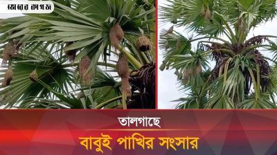  হারিয়ে যাচ্ছে বাবুই পাখির বাসা