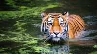 সুন্দরবনে বাড়ছে বাঘের সংখ্যা