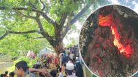 গা‌ছের ভেত‌রে জ্বল‌ছে আগুন, নেভাতে ব্যর্থ ফায়ার সার্ভিস