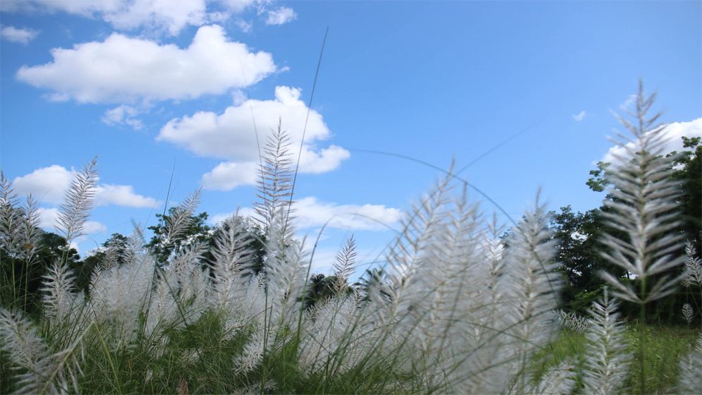 ঋতুরাণী শরতের প্রথম দিন আজ 