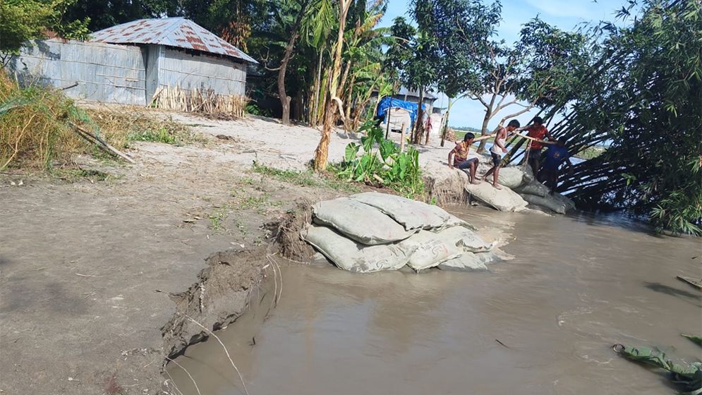 গঙ্গাচড়ায় তিস্তার ভাঙনে বিলীন ফসলি জমি, আতঙ্কে অর্ধশত পরিবার