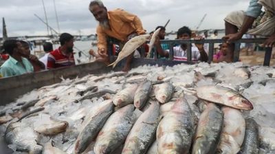 ইলিশ ধরা ও বিক্রি ২২ দিন নিষিদ্ধ