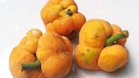 দেশি ফল ডেউয়ার গুণাগুণ জানলে অবাক হবেন