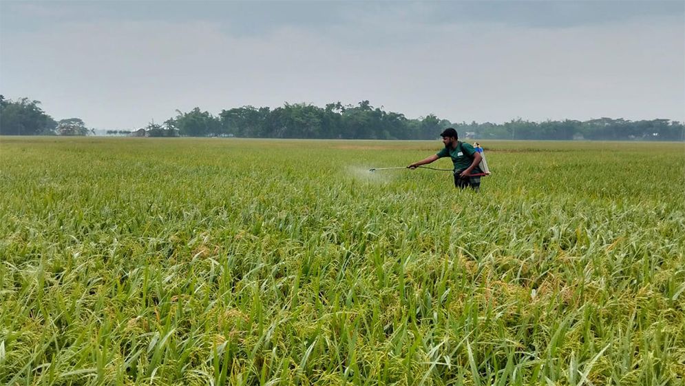 শিল্প নীতির তোয়াক্কা করছে না কীটনাশকের ট্রেডিং সিন্ডিকেট