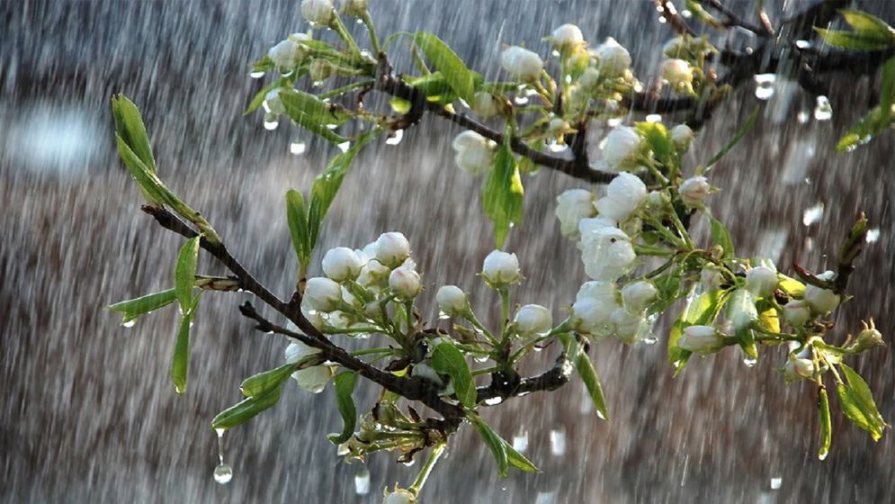 ধেঁয়ে আসছে শক্তিশালী বৃষ্টিবলয়