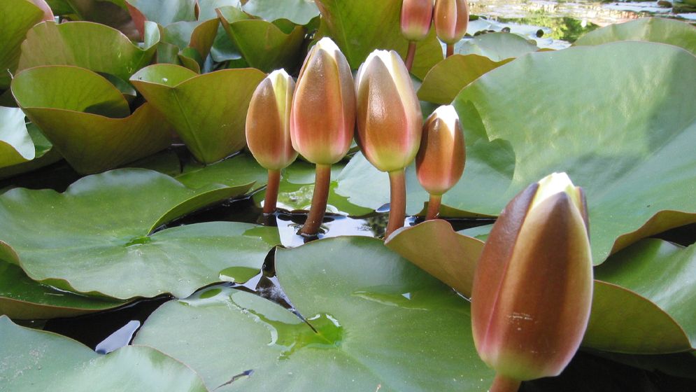 ইসির প্রতীক তালিকায় যুক্ত হলো ‘শাপলা কলি’